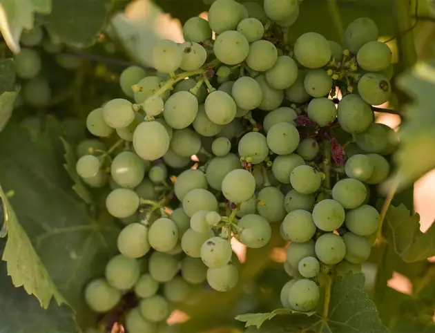 rossodivittoria-home-3